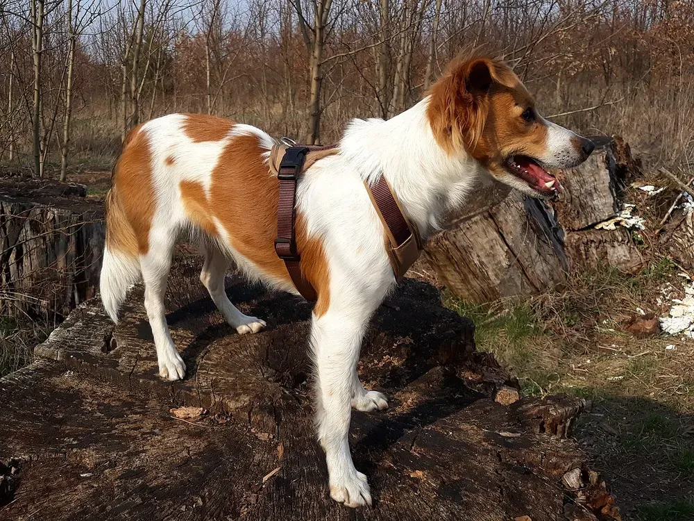 Kromfohrländer: foto 3