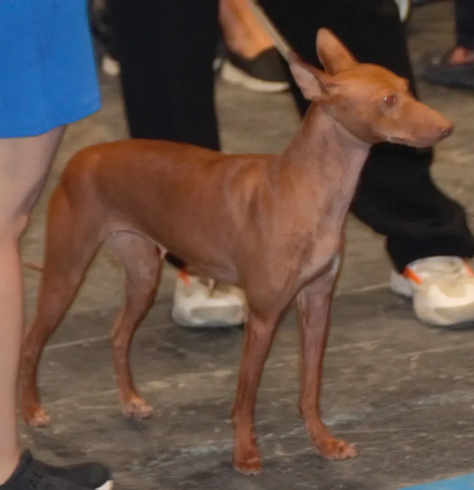 Podenco andaluz: foto 3