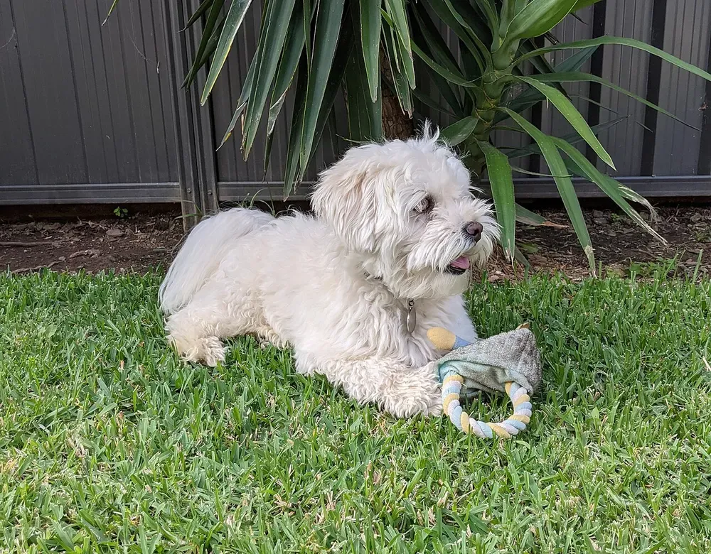 Maltipoo: foto 3