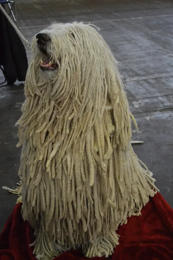 Komondor: foto 3