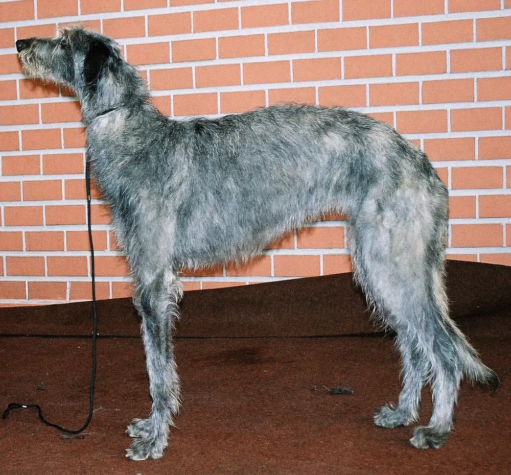 Lebrel escocés (Deerhound): foto 3