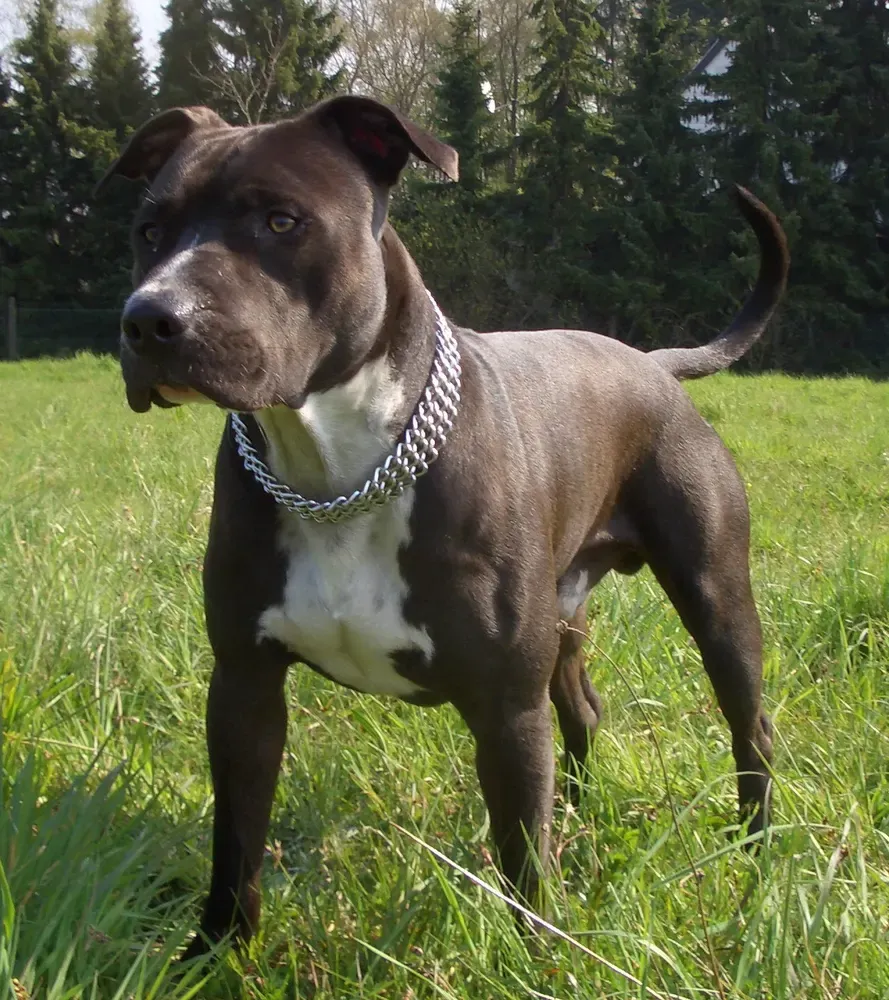 American Staffordshire terrier: foto 3