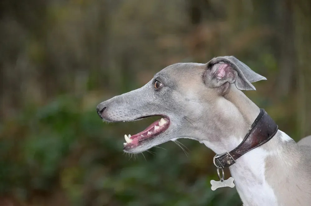 Whippet: foto 3