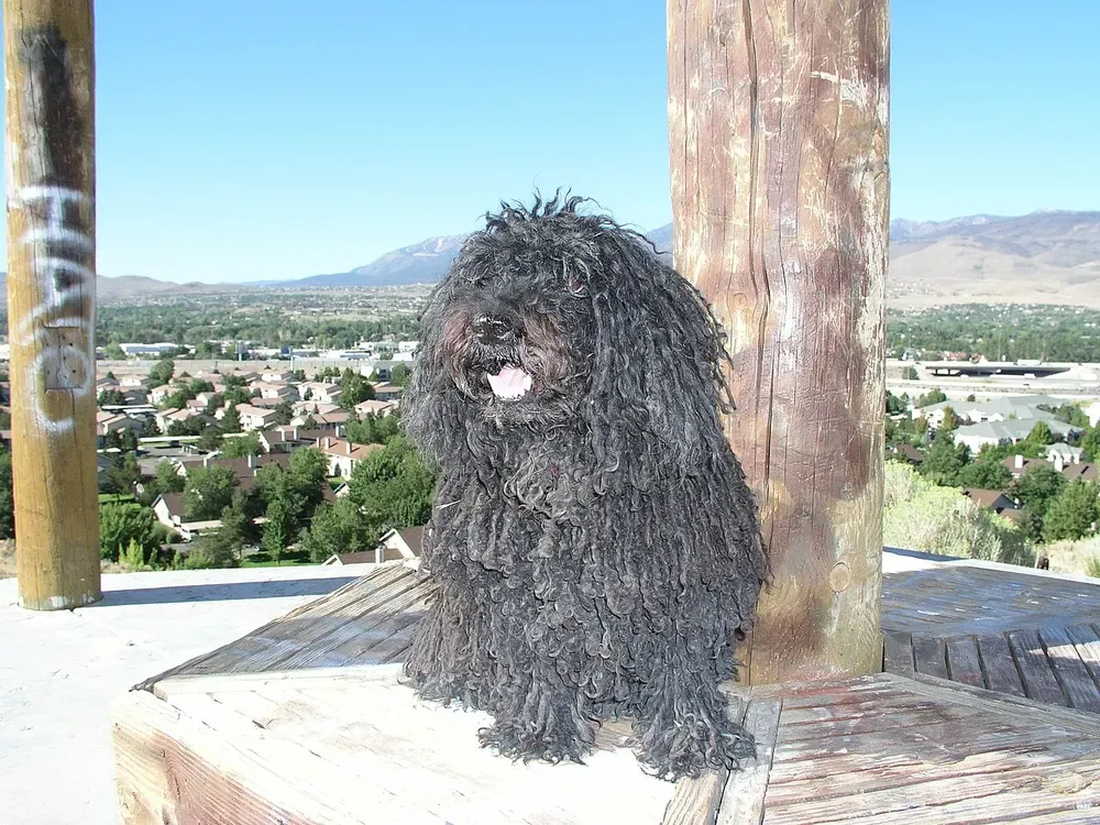 Puli: foto 3