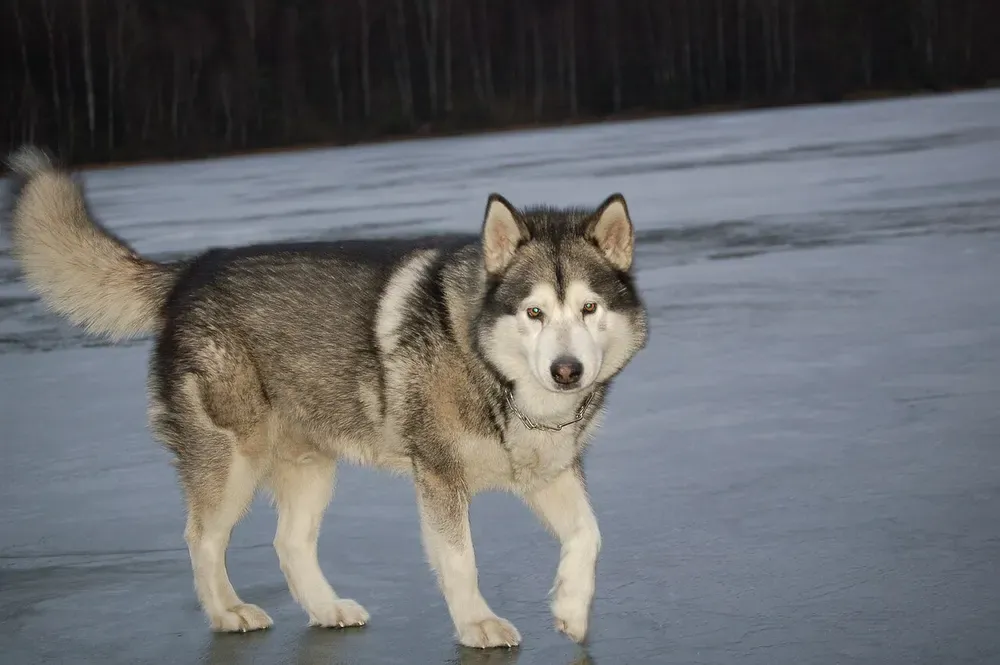 Alaskan malamute: foto 3