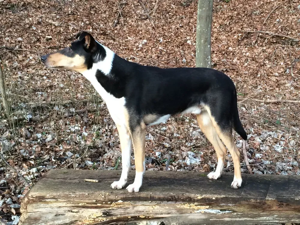 Collie de pelo corto: foto 3