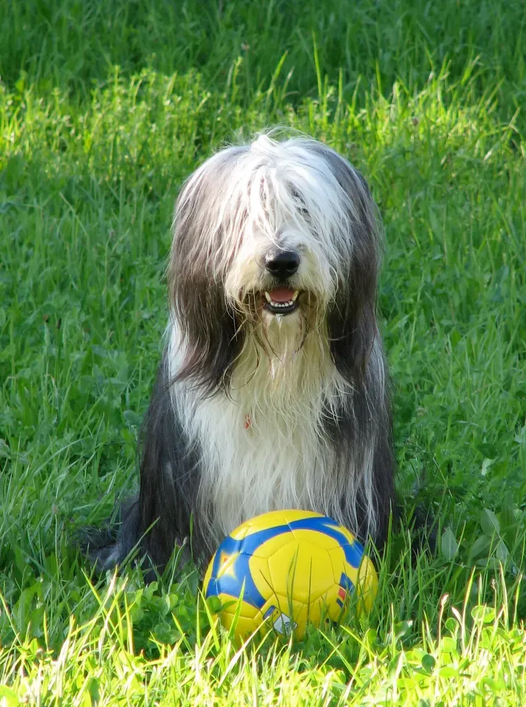 Bearded collie: foto 3