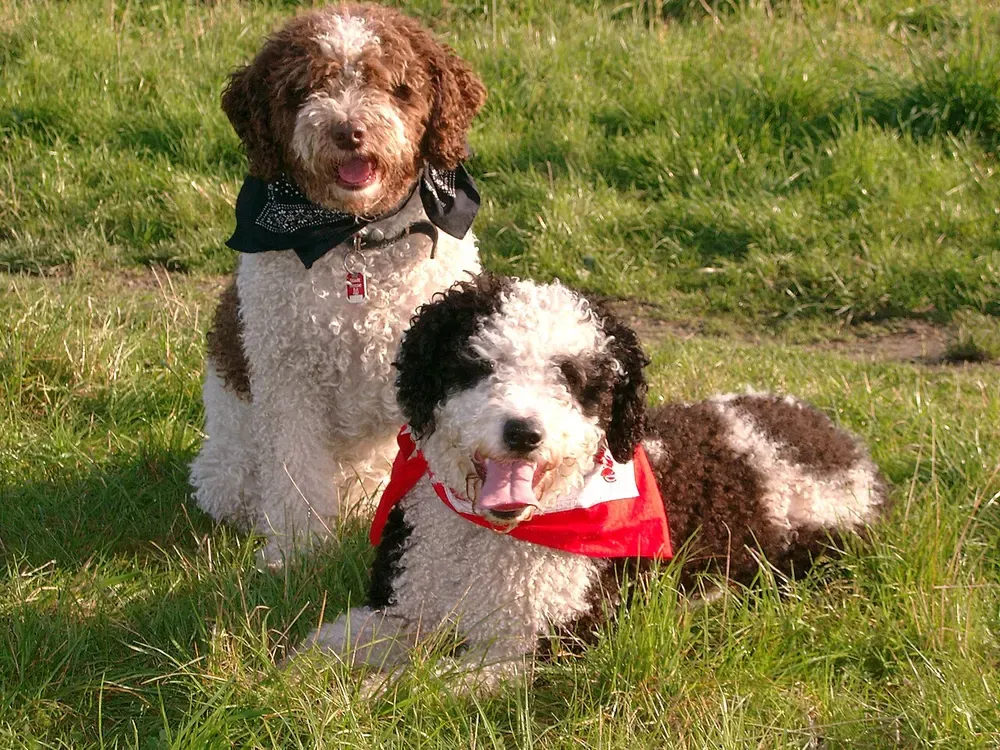 Perro de agua español: foto 3