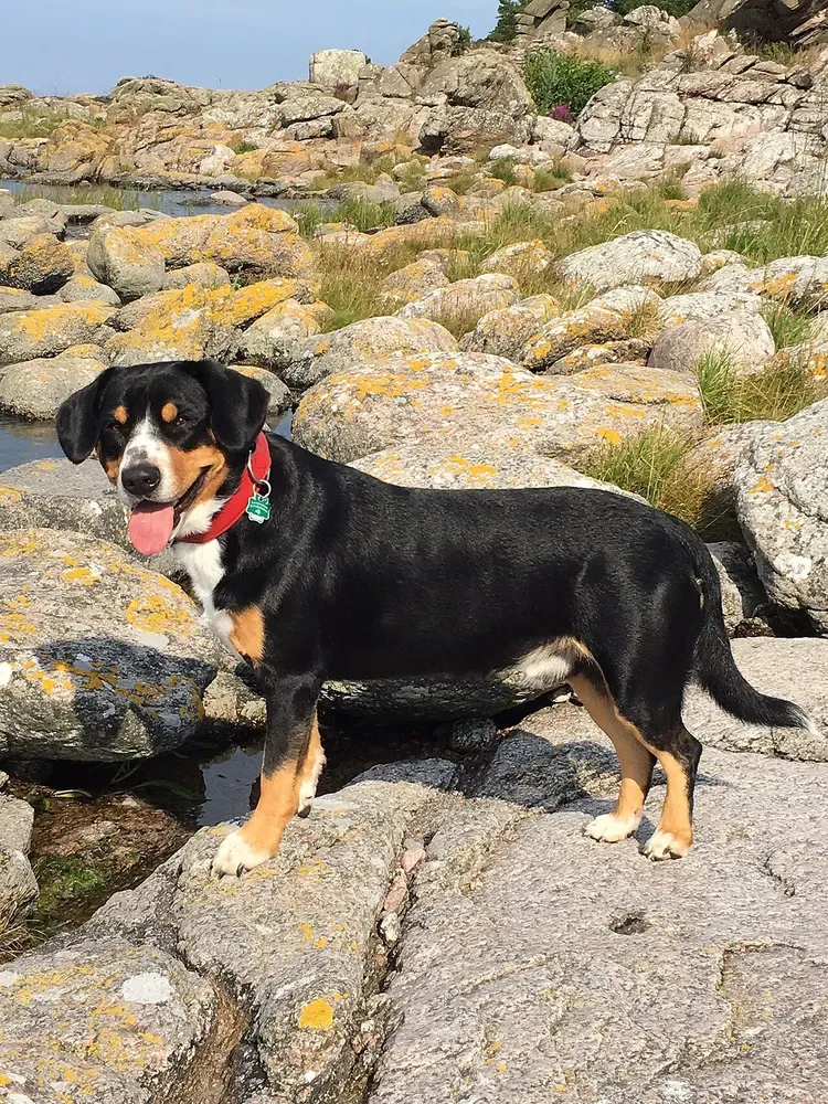 Boyero de Entlebuch: foto 3