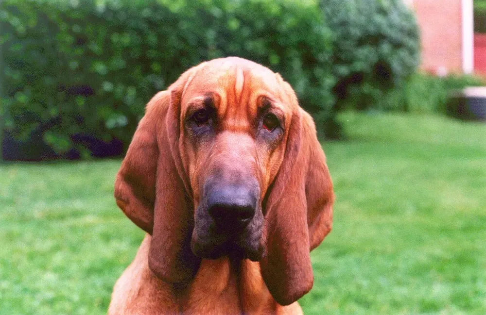 Bloodhound (perro de San Huberto): foto 3