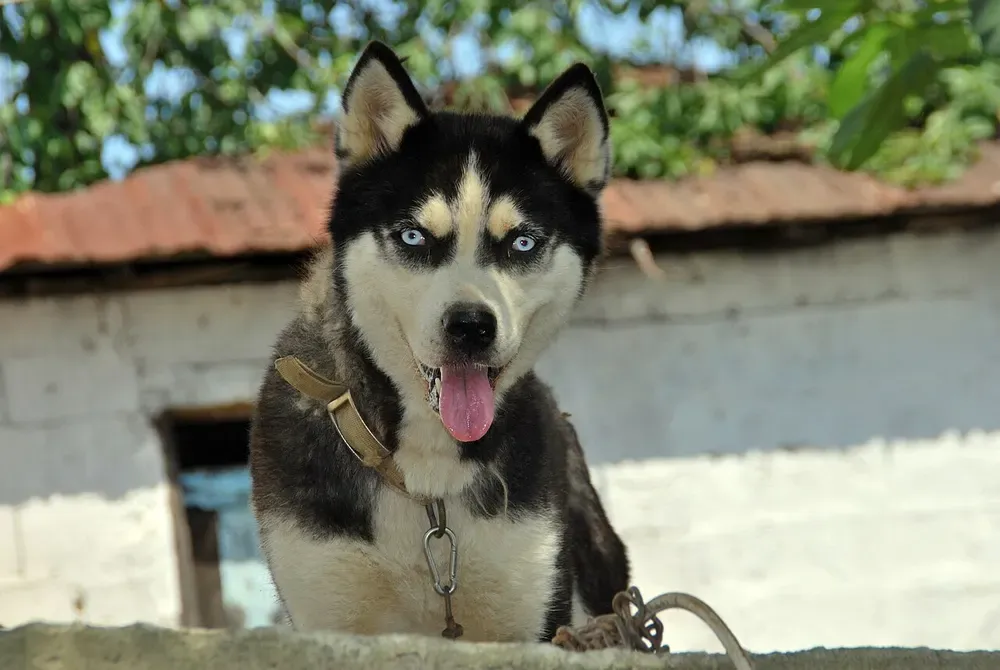 Husky siberiano: foto 3