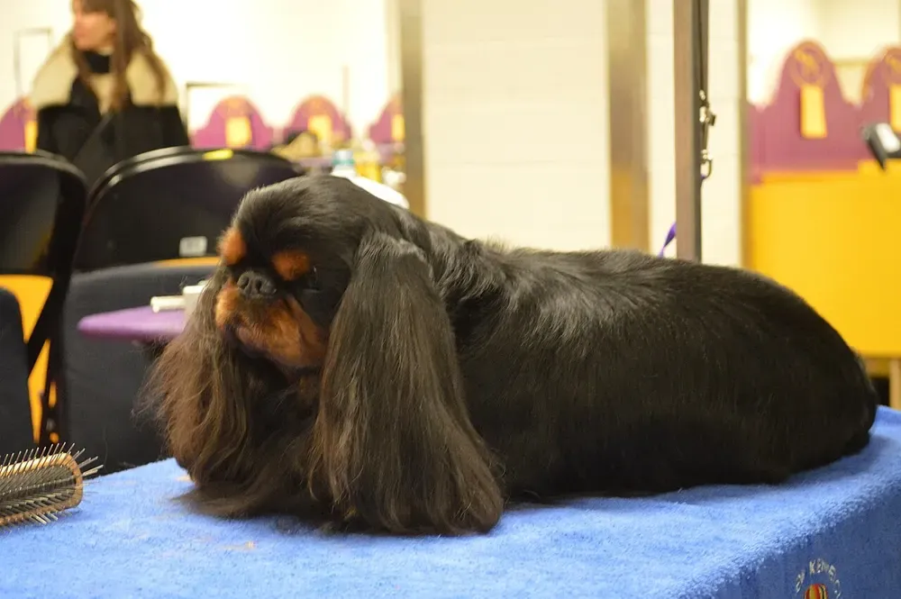 King Charles spaniel: foto 3