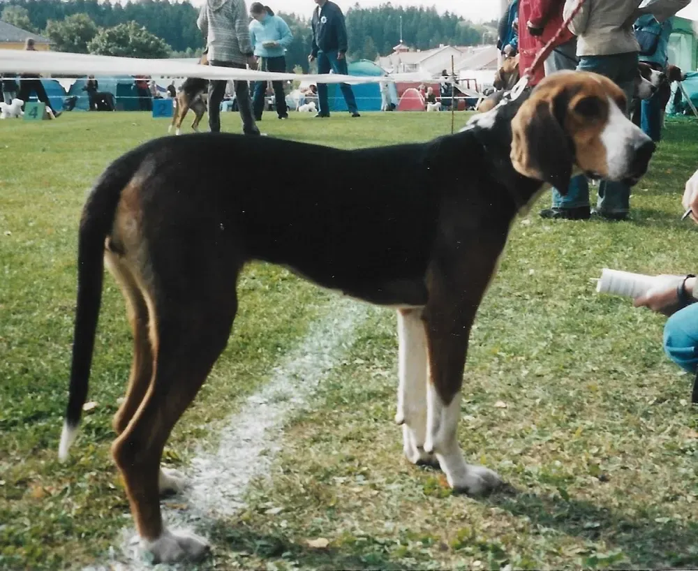 Sabueso finlandés: foto 3