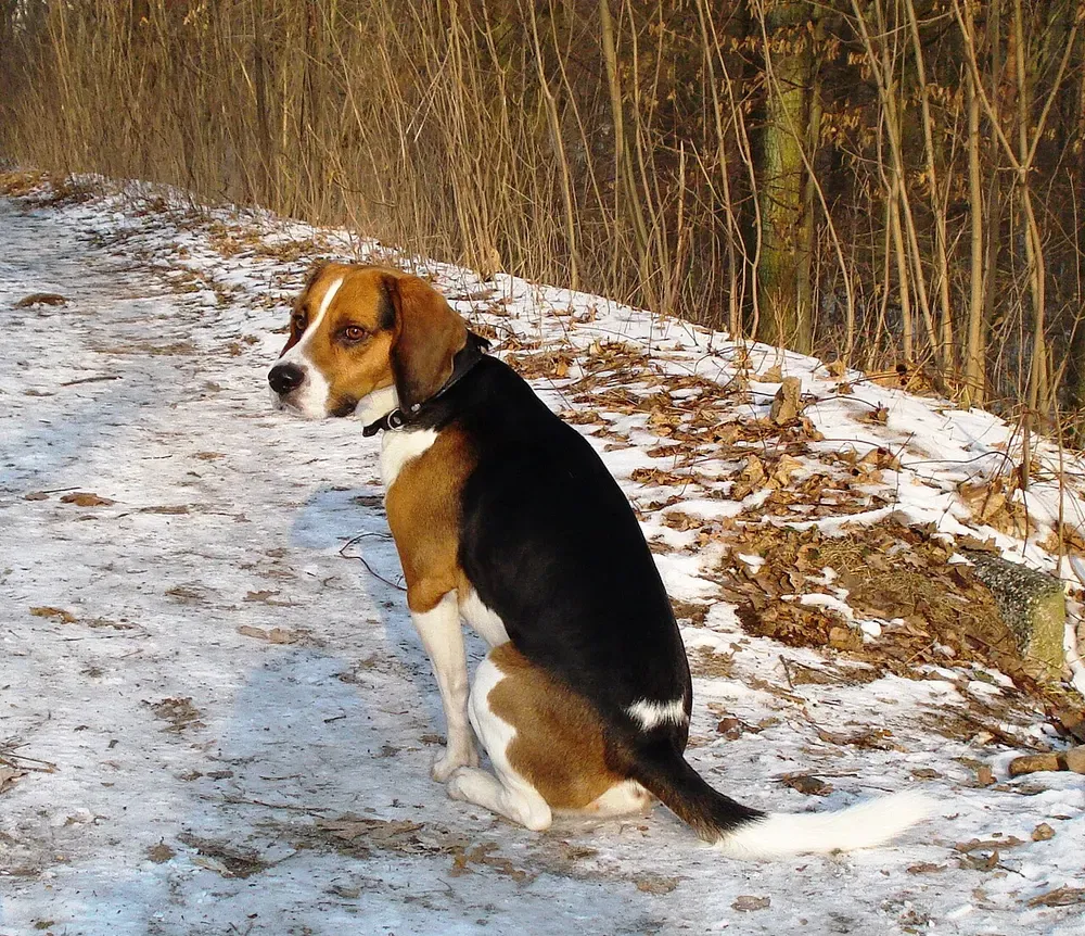 Beagle-harrier: foto 3