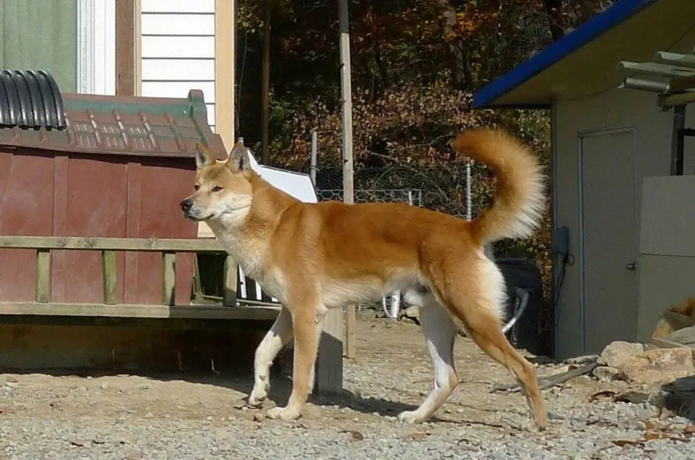 Jindo coreano: foto 3