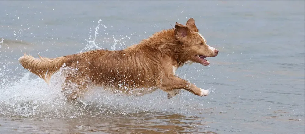 Retriever de Nueva Escocia: foto 3