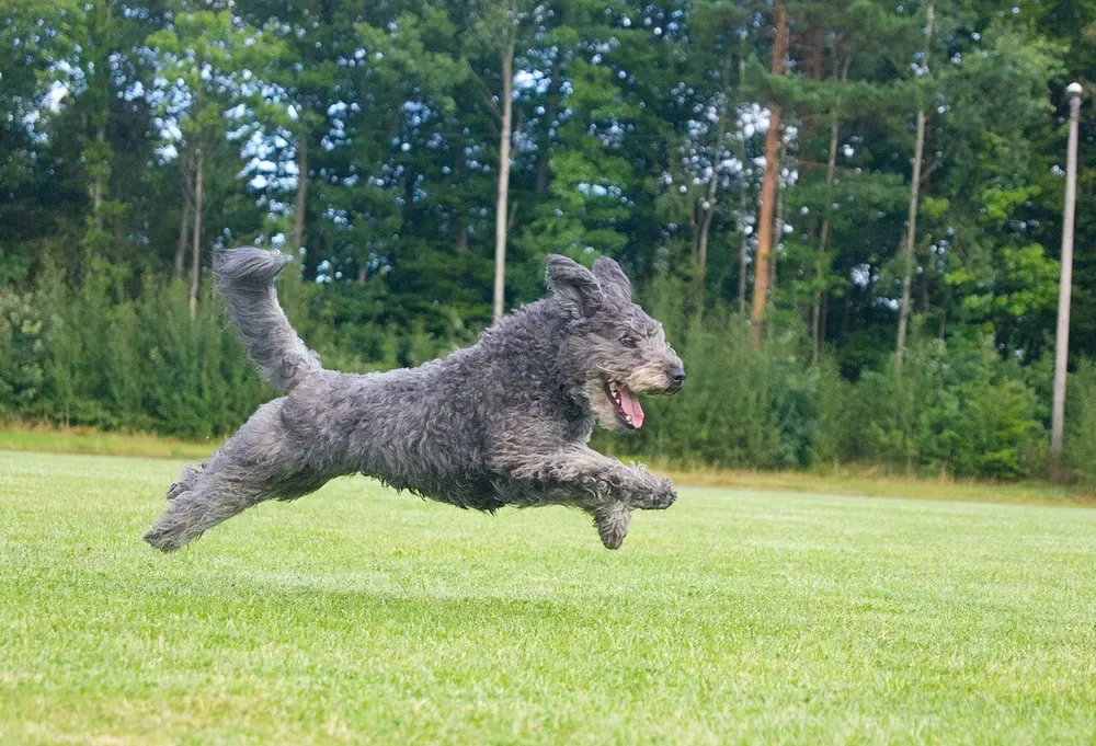 Pumi: foto 3