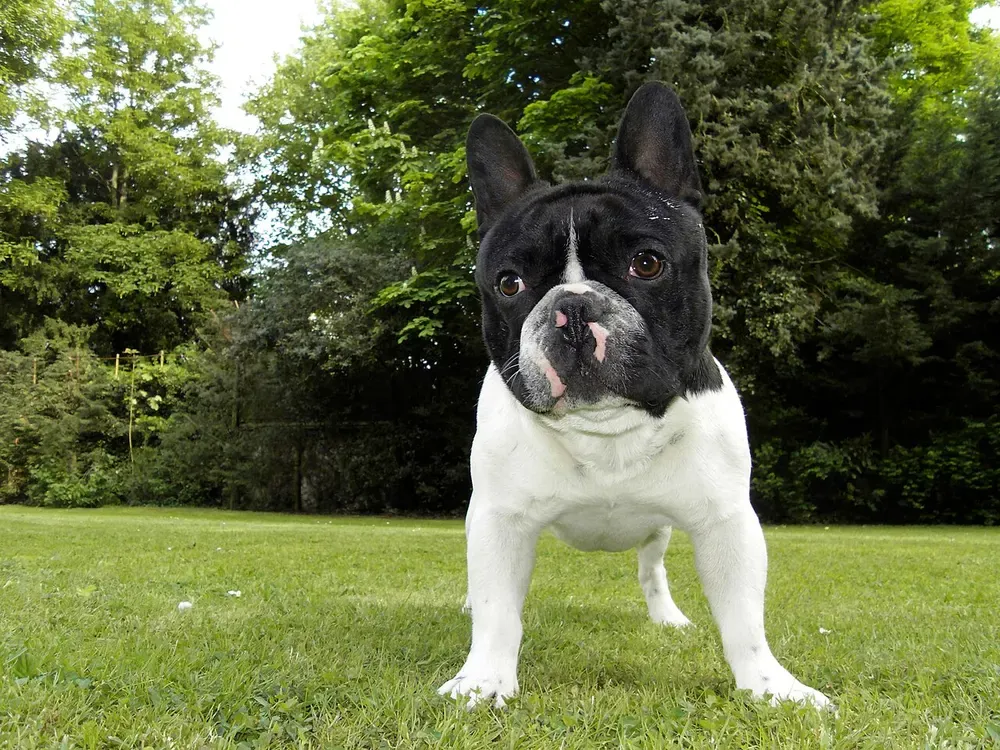 Bulldog francés: foto 3