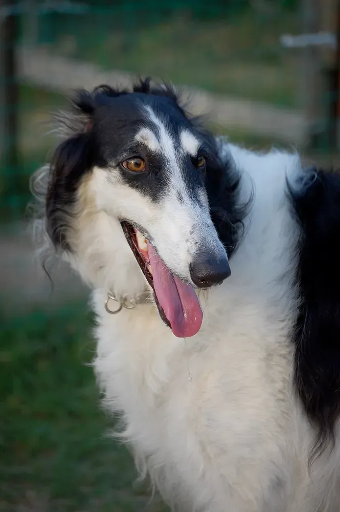 Borzoi (lebrel ruso): foto 3
