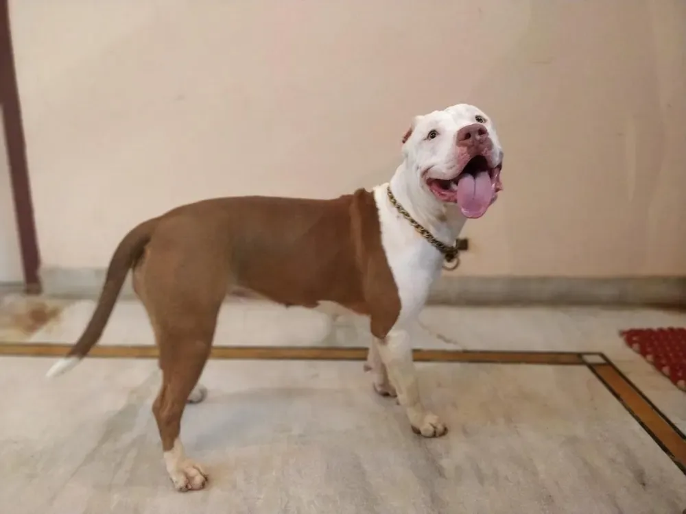 American Pit Bull Terrier: foto 3