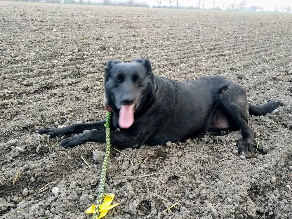Perro majorero: foto 3
