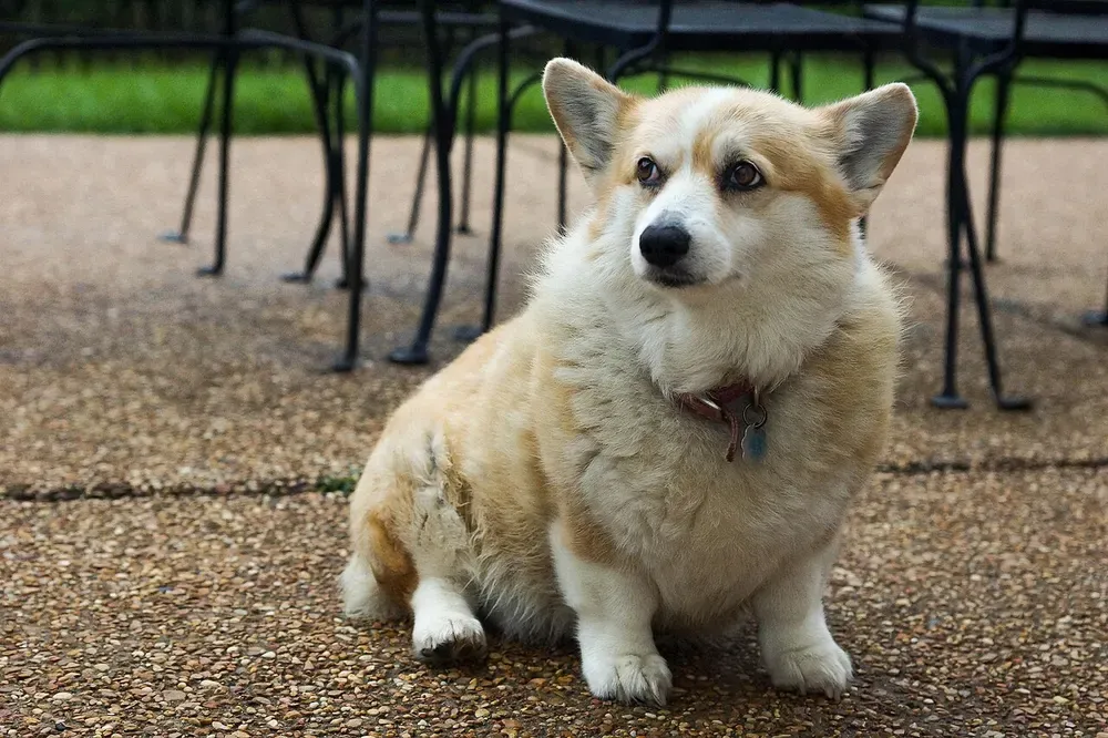 Corgi galés Pembroke: foto 3
