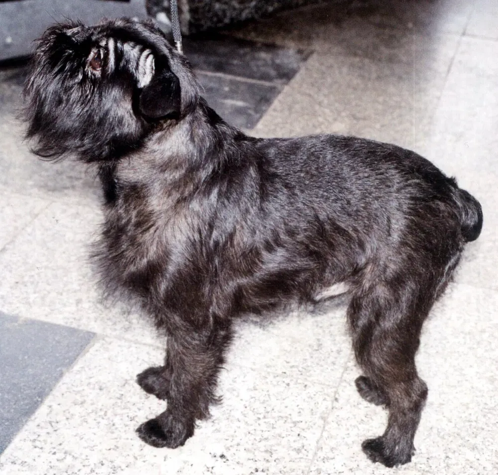 Grifón belga: foto 3