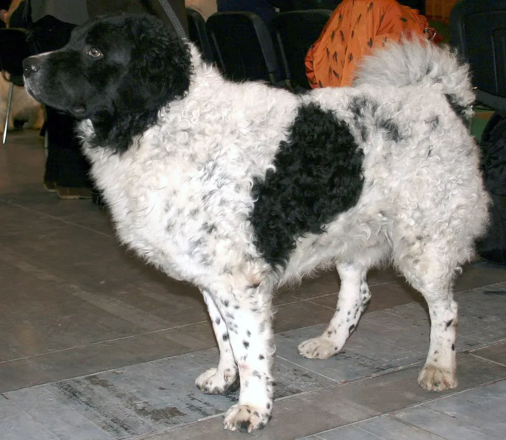Wetterhoun (perro de agua frisón): foto 3