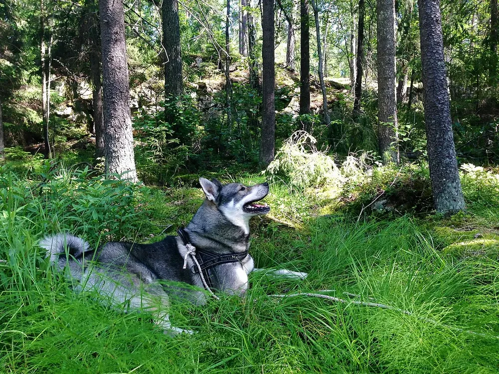 Jämthund (cazador de alces sueco): foto 3