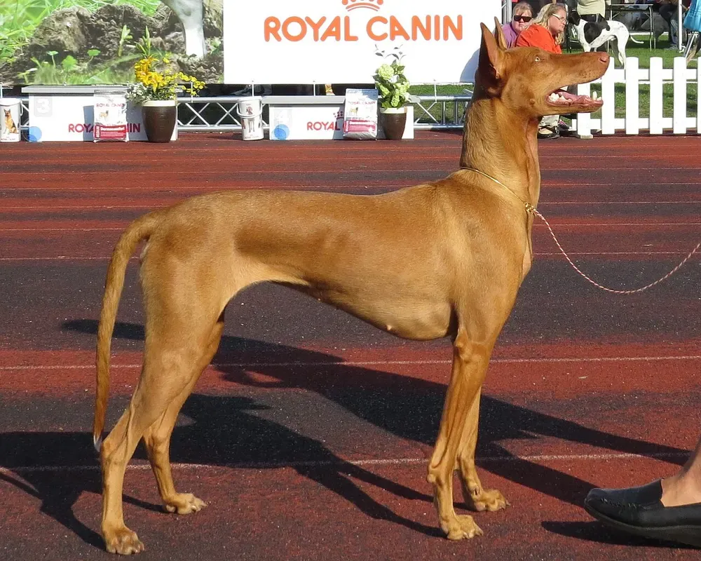 Perro del faraón: foto 3