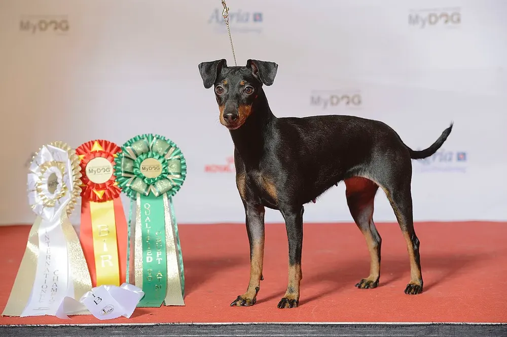 Manchester terrier: foto 3