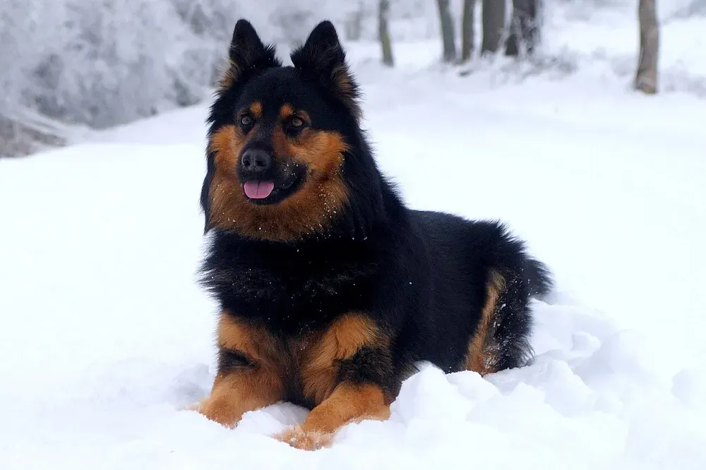 Perro de Bohemia (Chodsky pes): foto 3