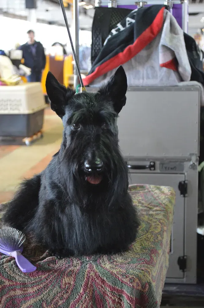 Scottish terrier: foto 3