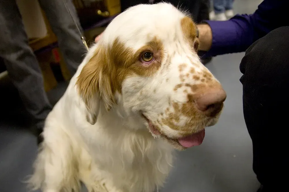 Clumber spaniel: foto 3