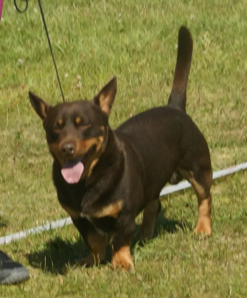 Lancashire heeler: foto 3