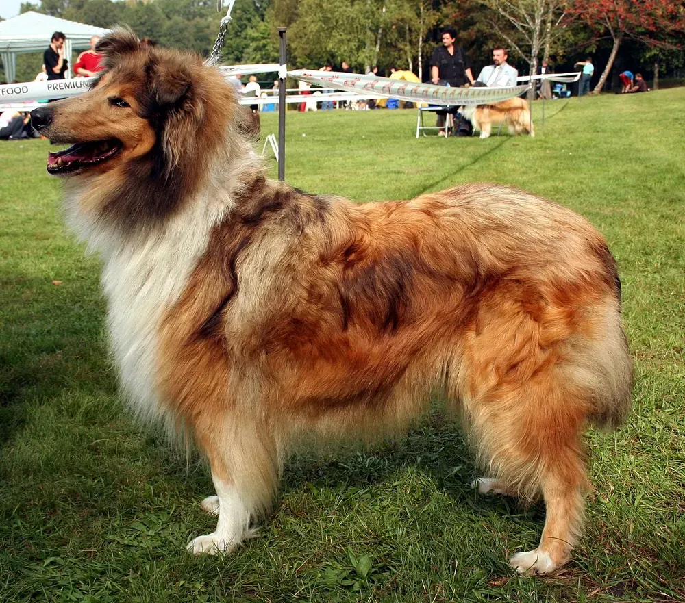 Collie de pelo largo: foto 3