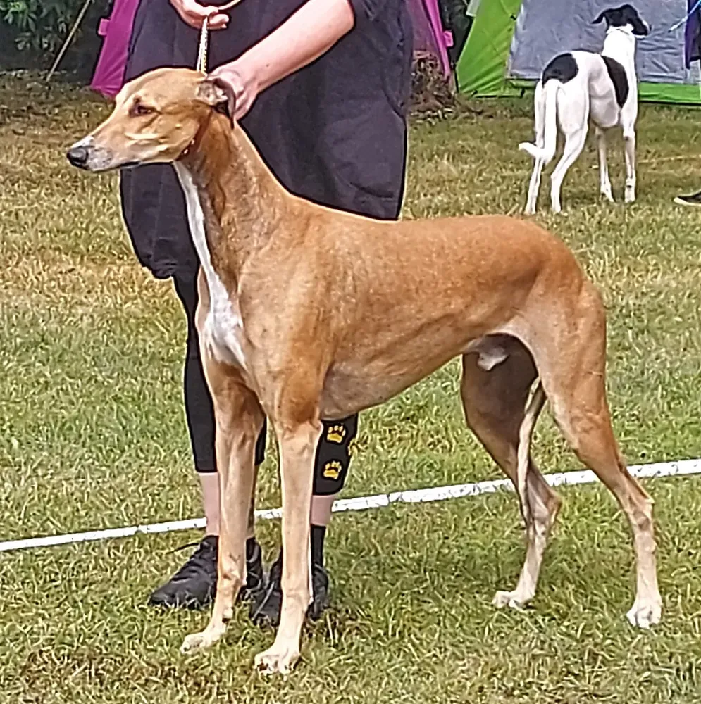 Galgo inglés (Greyhound): foto 3