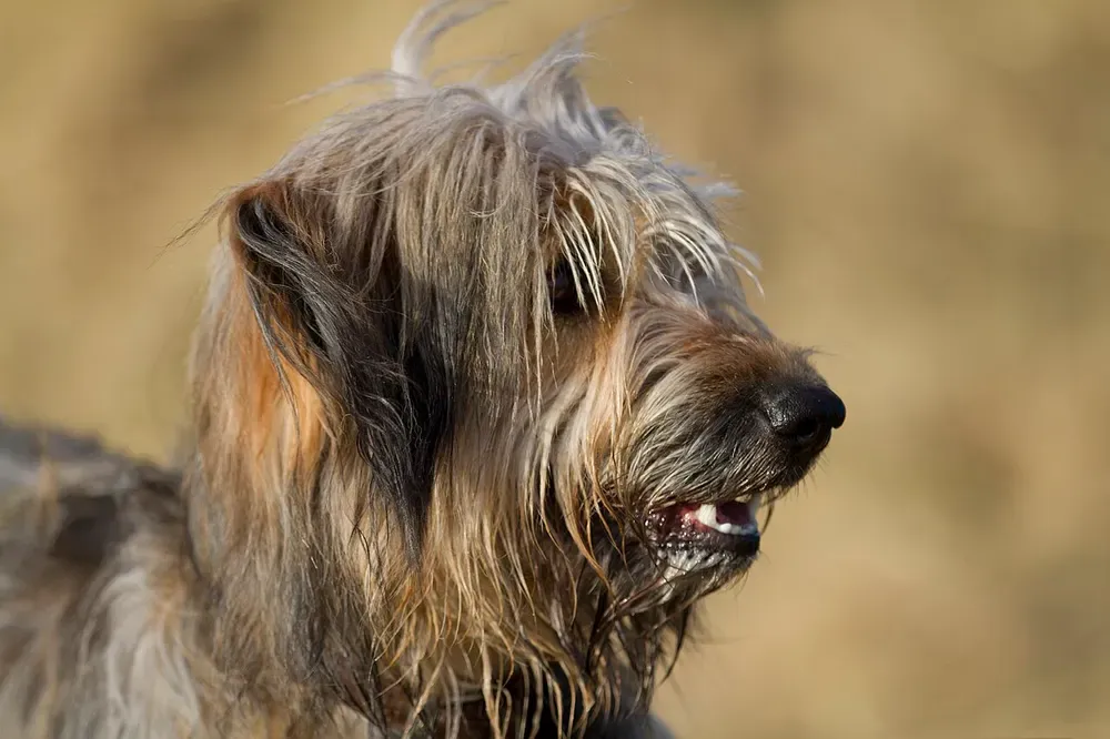 Gos d'atura català (perro de pastor catalán): foto 3