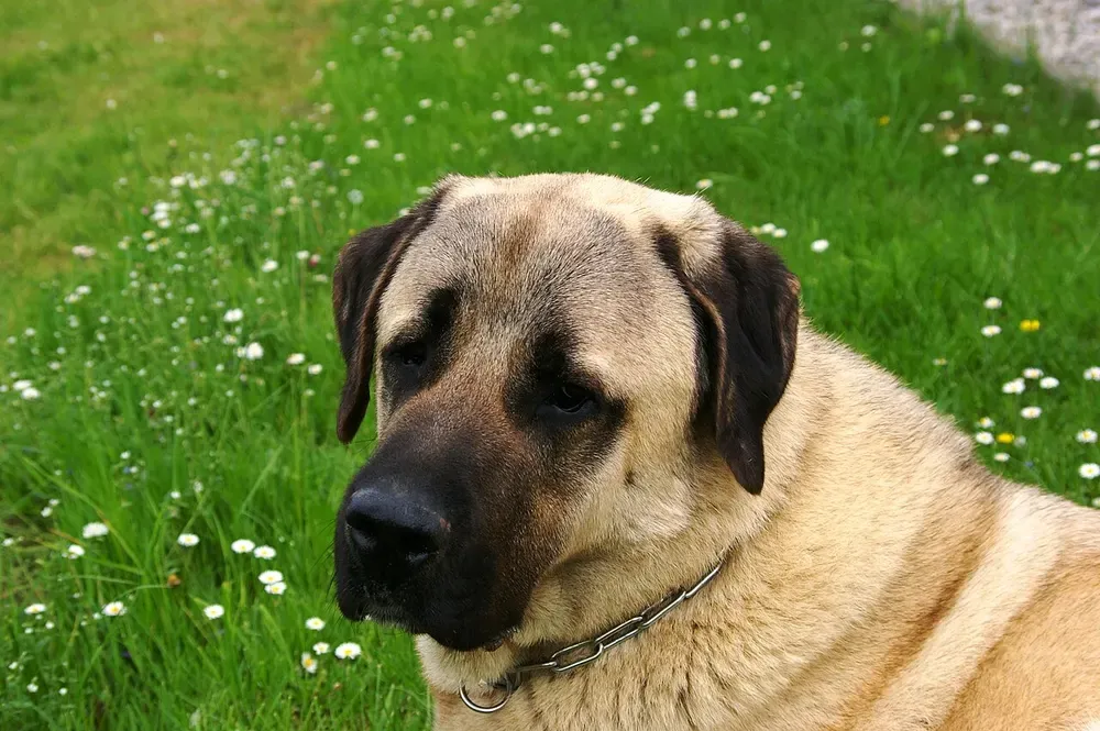 Kangal (pastor de Anatolia): foto 3