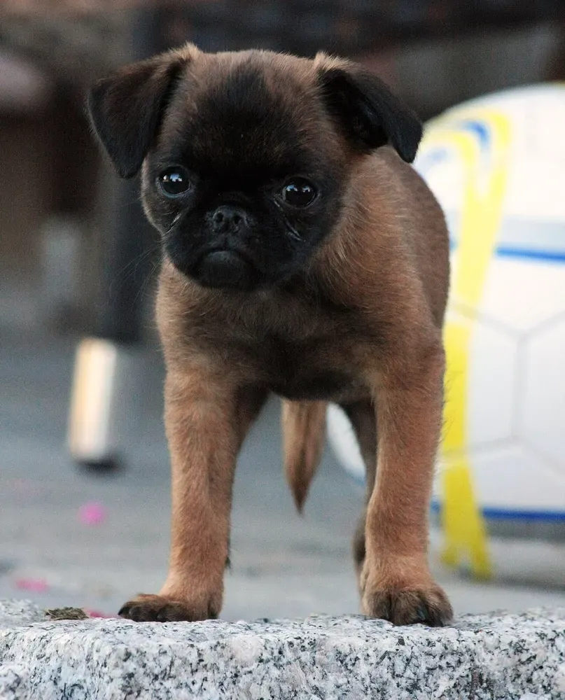 Pequeño brabanzón: foto 3