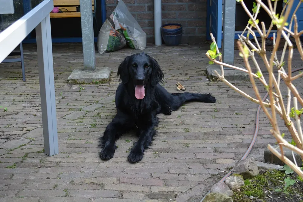 Retriever de pelo liso: foto 3