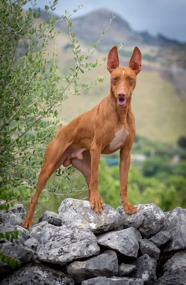 Cirneco del Etna: foto 3