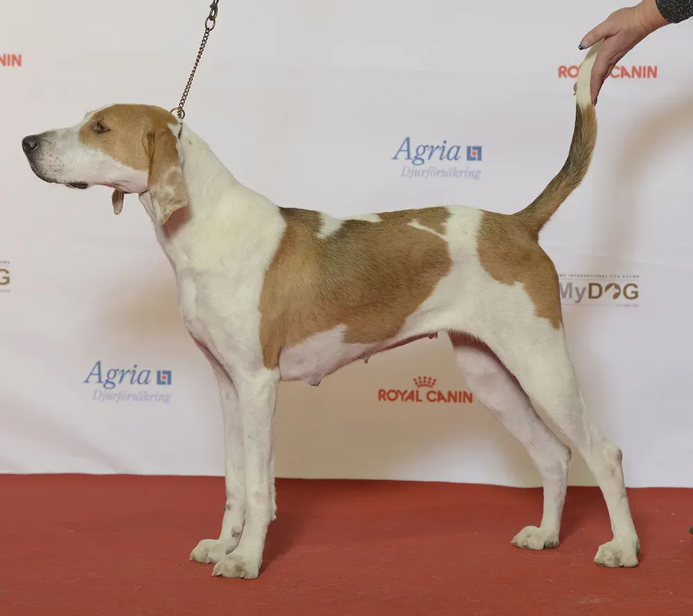 Foxhound americano: foto 3