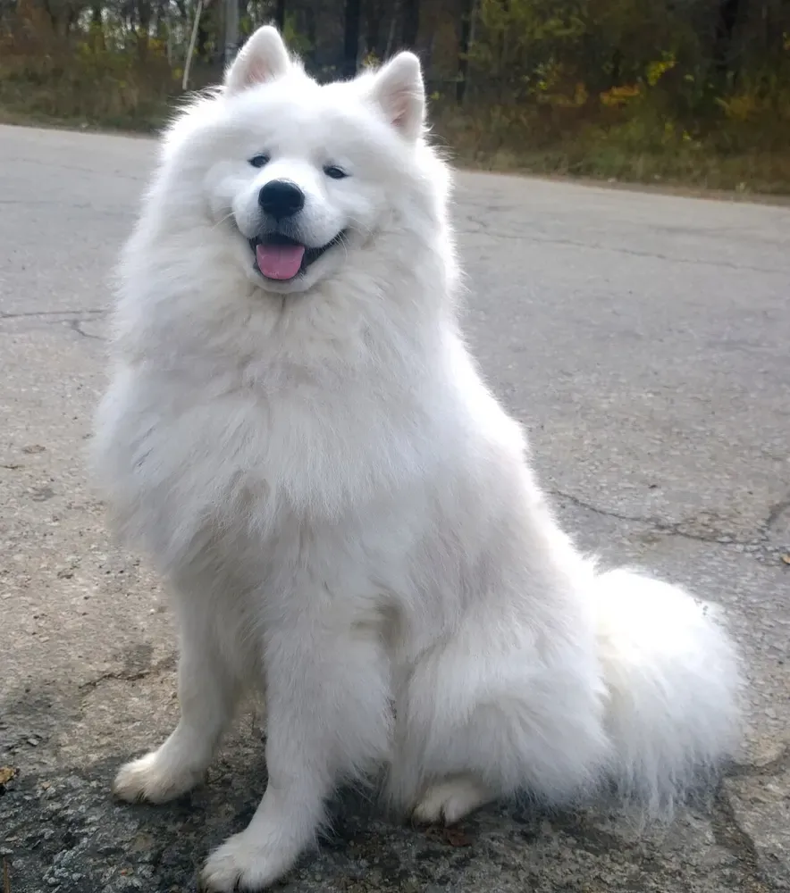 Samoyedo: foto 3