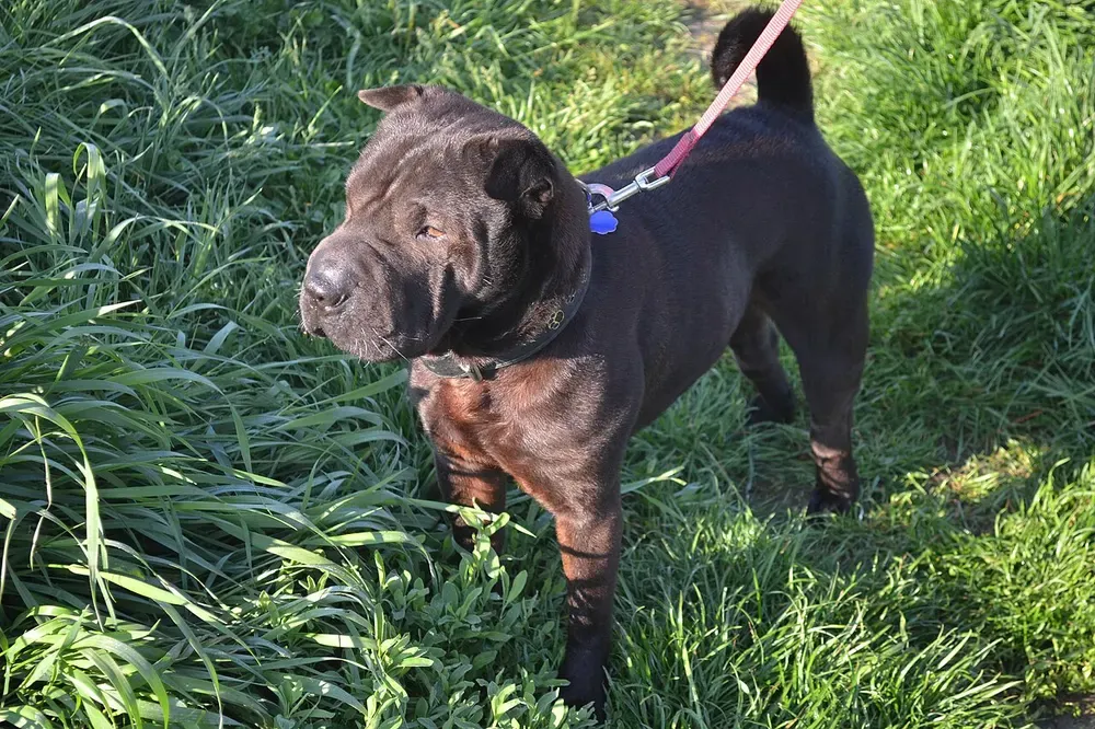 Shar pei: foto 3
