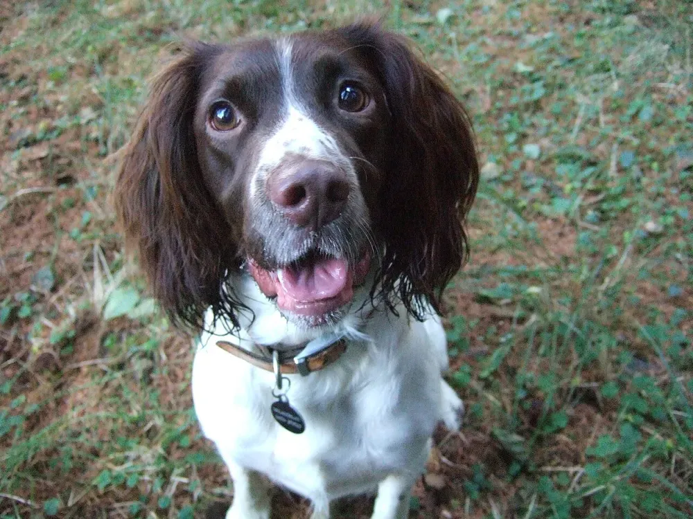 Springer spaniel inglés: foto 3