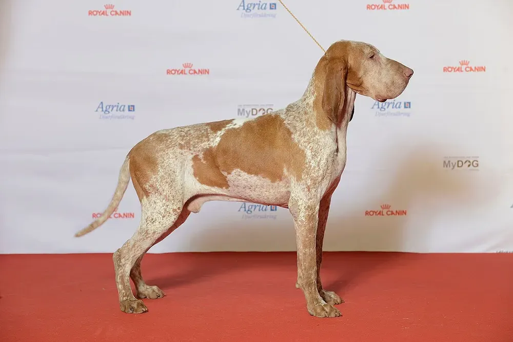 Braco italiano: foto 3