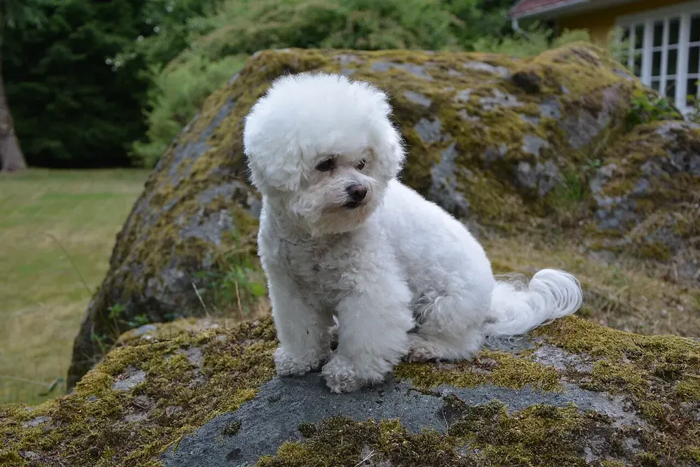 Bichón frisé: foto 3