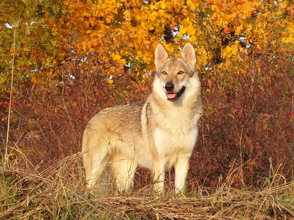 Perro lobo checoslovaco: foto 3