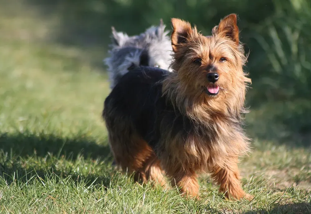 Terrier australiano: foto 3